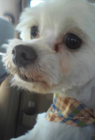 Dog grooming (Long Beach)63877736435713120