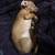 Mini Dachshund Puppy 6 thumbnail