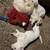 White German Shepherd Puppies 5 thumbnail