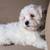 Maltese/Poodle Mix Puppies 5 thumbnail