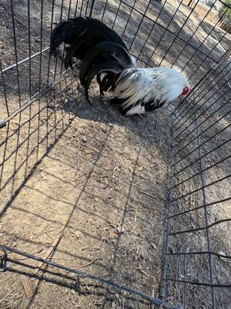 Gallitos/mini chickens 1