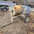 Stone comercial cement Mortar mixer machine Honda gas 4 thumbnail