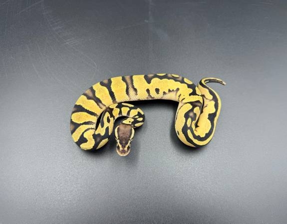 Dbl Het VPI Pied Ball Pythons 1