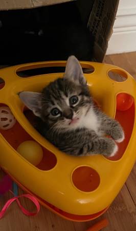 Free Great Kittens (Lynnwood)63869711512579120