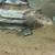 Fish 7 thumbnail