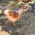 Chicks! 2 thumbnail