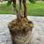 Faux Ficus in Basket 5 thumbnail