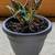 African Violet, Live Plants 7 thumbnail