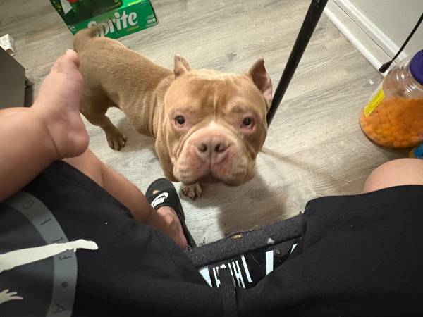 Micro bully64842546662403120