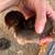 Baby chick 3 thumbnail