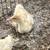 Sebastopol Goslings (Geese Babies) 2M/3F 16 thumbnail