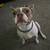 7year old female Boston terrier 2 thumbnail