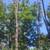 Trees/ wood for cheap 2 thumbnail