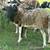 Sheep 1 thumbnail
