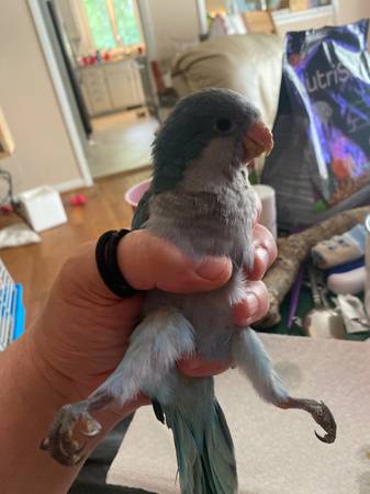 Quaker Violet/blue crossover 500 (Deltaville)63882942551297123