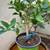 🍋 Dwarf Bearss Seedless Lime Plant for Sale 🌿 2 thumbnail