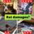 Rats / Mice in the attic? We clean, disinfect and get rid of rodents 1 thumbnail