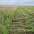 Montgomery Farms 2024 - 10% grass rounds - 2024 10 thumbnail