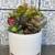 succulent plant arrangement in white ceramic planter 2 thumbnail