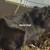 Guinea pigs 4 thumbnail