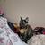 Female tortoiseshell young cat 🐈 needs a home 3 thumbnail