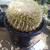 24 Inch Diameter Golden Barrel Cactus - Echinocactus grusonii 1 thumbnail