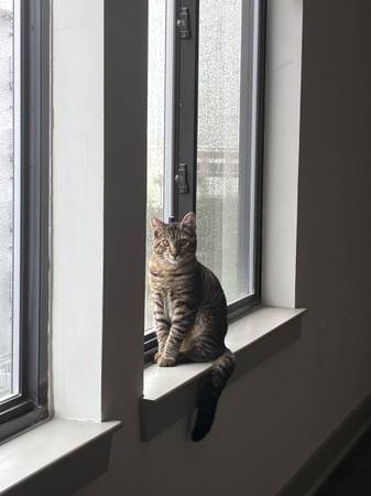 6 month old male Tabby (Jacksonville)63682051610625122