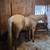 Equine & Cattle Trucking 1 thumbnail