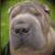 $1200 SPECIAL BOARD AND TRAIN DOG OBEDIENCE###  OFF LEASH ! 1 thumbnail