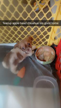 Apple head teacup chiuahua (South San Francisco)63477509497217121