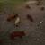 Kunekune/Mangalitsa cross piglets 1 thumbnail