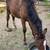 7 month old colt (ranchbred) 2 thumbnail