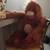 Large orangutan 1 thumbnail