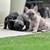 French Bulldog Puppies 2 thumbnail