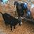 Bred Nigerian dwarf does 7 thumbnail