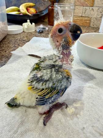 Handfed Sun Conures & Cockatiel