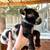 Registerable Nigerian Dwarf 1 thumbnail