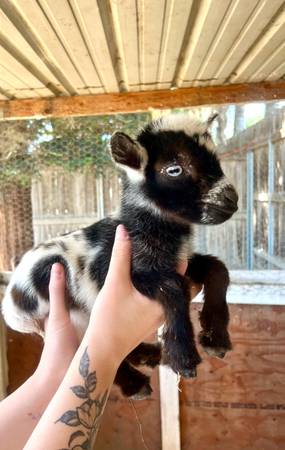 Registerable Nigerian Dwarf 1