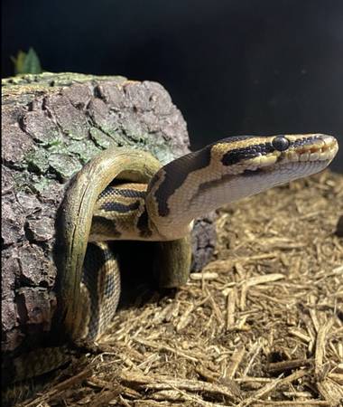Ball Python and Enclosure for Adoption 1