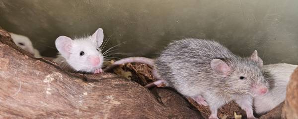 Group of Fancy Mice (Beatrice/DeWitt)63857445024513122