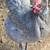 Laying Pullets / Chickens 3 thumbnail