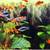 Freshwater Tropical fish 1 thumbnail