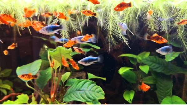 Freshwater Tropical fish 1