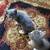 Kittens 3 thumbnail