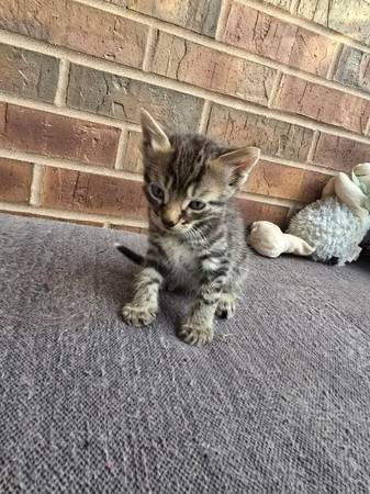¡Gatitos bebés!63857444516227121