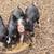 Purebred Berkshire Piglets 1 thumbnail