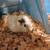 Baby guinea pigs 2 thumbnail