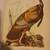 1st Edition 1937 The Birds of America Audubon Lithograph 5 thumbnail