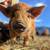 Kunekune breeding pair 7 thumbnail