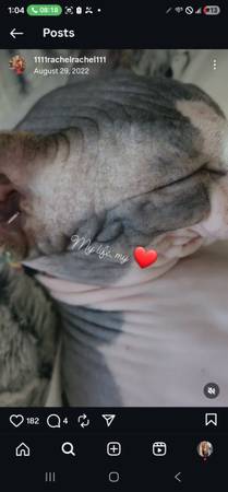 Sphynx cat lost male unaltered (Peoria)64047951351169121